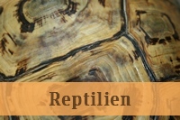 Reptilien- und Heimtierbehandlungen